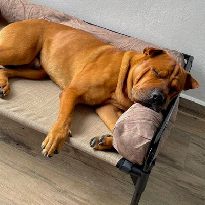 Cama Elevada con Cojín Ortopédico