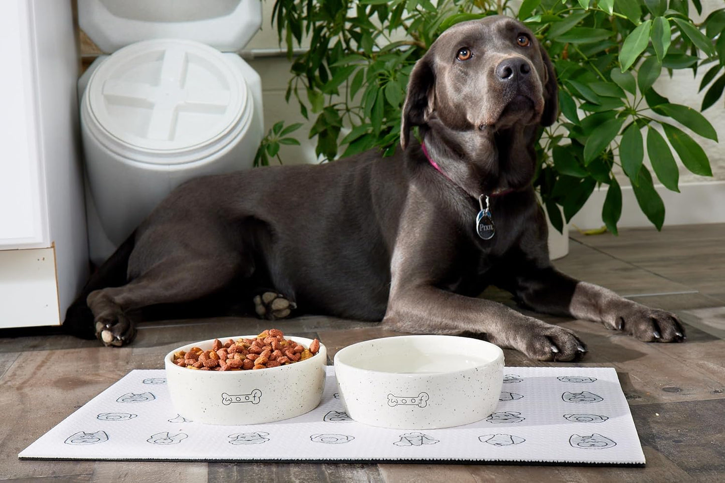 Plato de alimentación "woof"