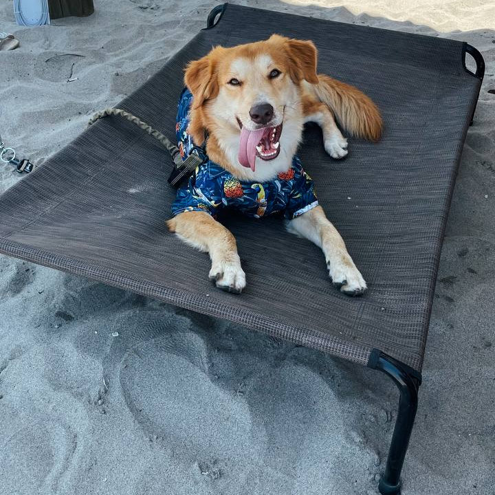 Cama Elevada Clásica