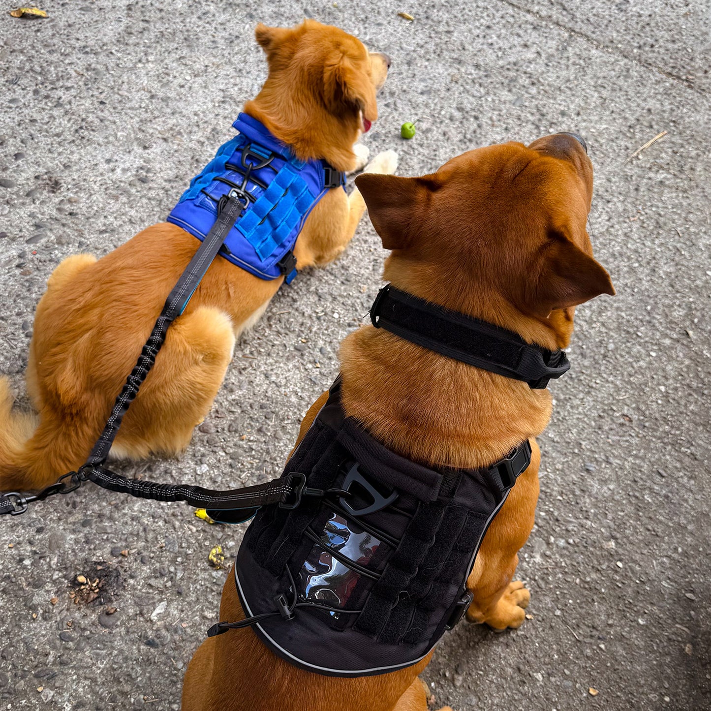 Pechera táctica para perro