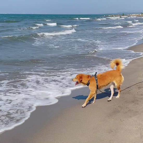 Correa larga en playa
