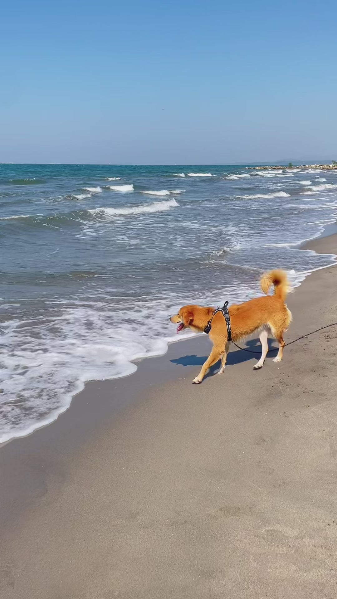 Correa larga en playa