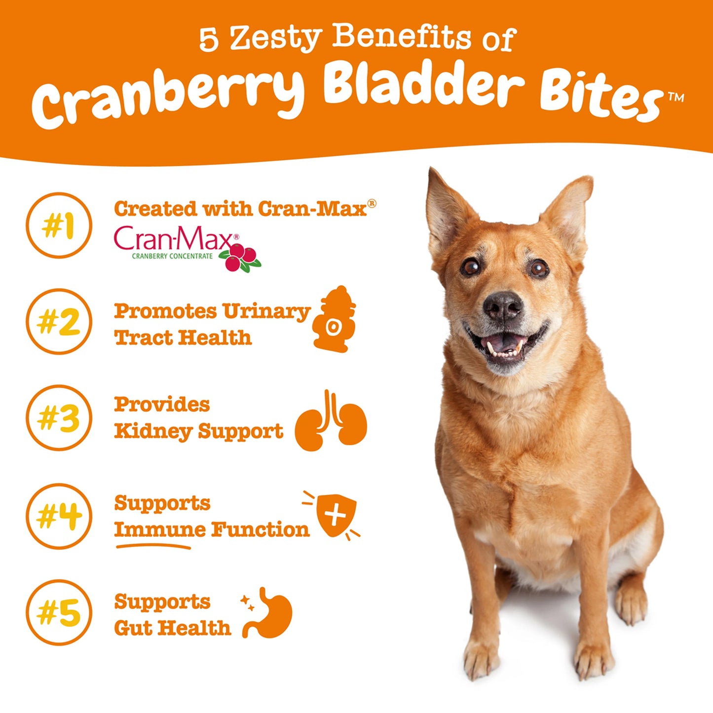 Urinary Tract Bites for Dogs